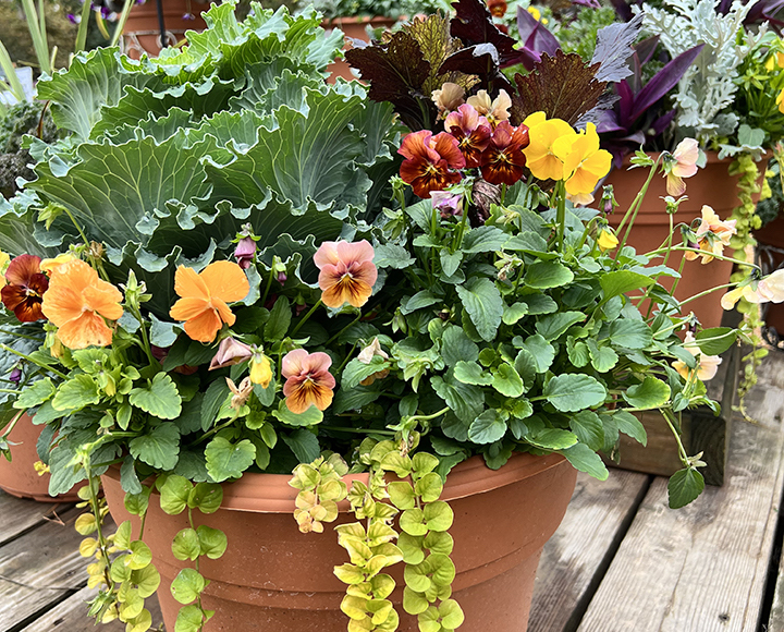 How to Create Fall-to-Winter Mixed Pots - Little Rock Soire